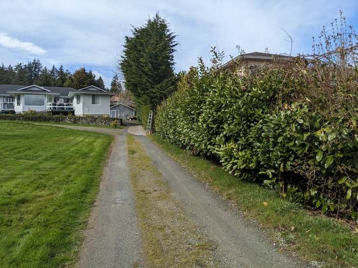 trimming  tall cedar hedge driveway after