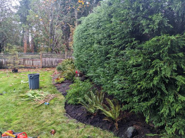 Pathway between trimmed cedar hedges